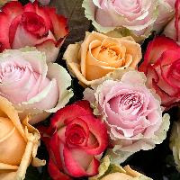 Miss MIXED ROSES No2